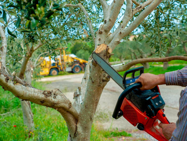 Best Tree Pruning Services  in USA